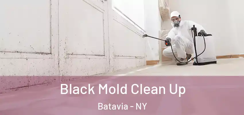  Black Mold Clean Up Batavia - NY