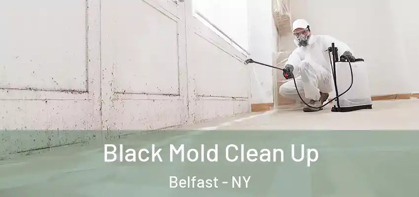  Black Mold Clean Up Belfast - NY