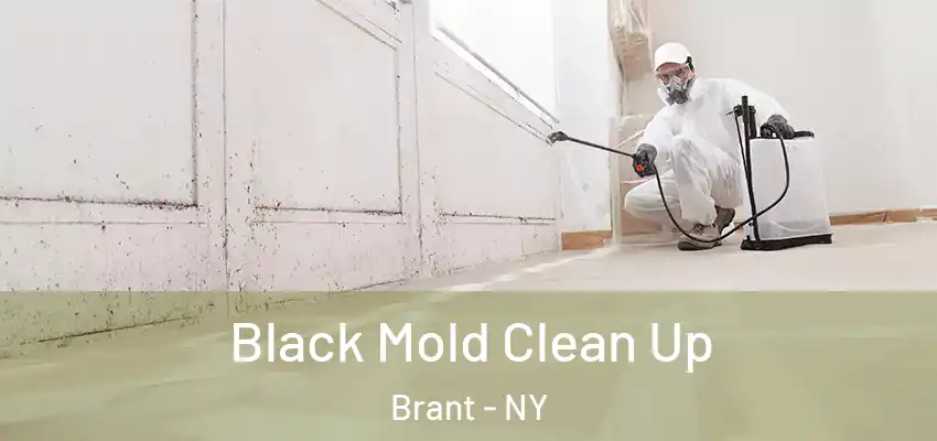 Black Mold Clean Up Brant - NY