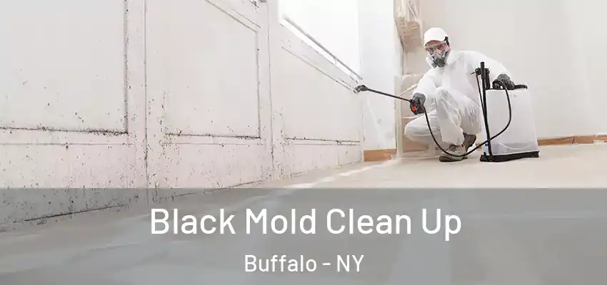 Black Mold Clean Up Buffalo - NY