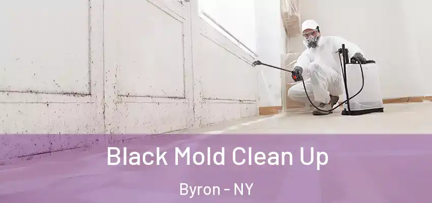  Black Mold Clean Up Byron - NY
