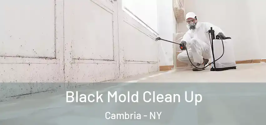  Black Mold Clean Up Cambria - NY
