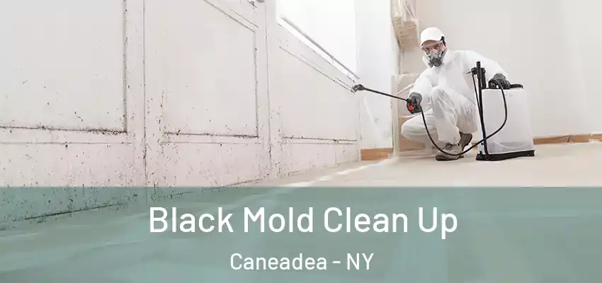 Black Mold Clean Up Caneadea - NY