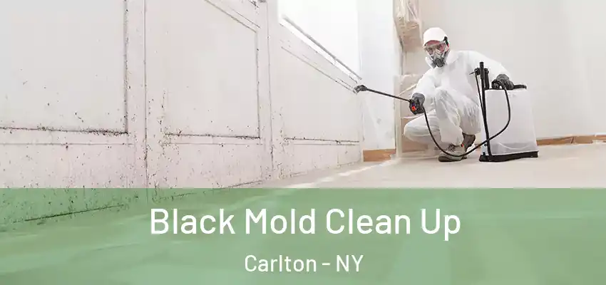  Black Mold Clean Up Carlton - NY