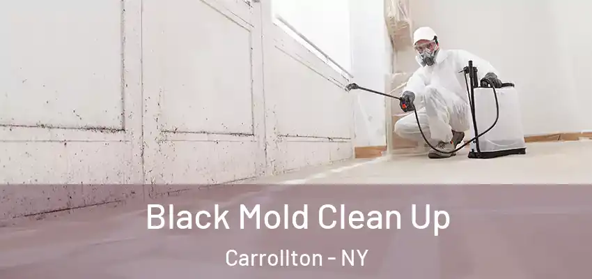  Black Mold Clean Up Carrollton - NY