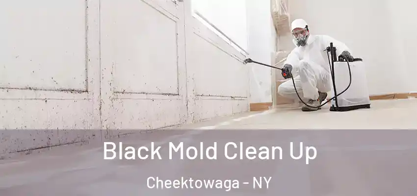 Black Mold Clean Up Cheektowaga - NY