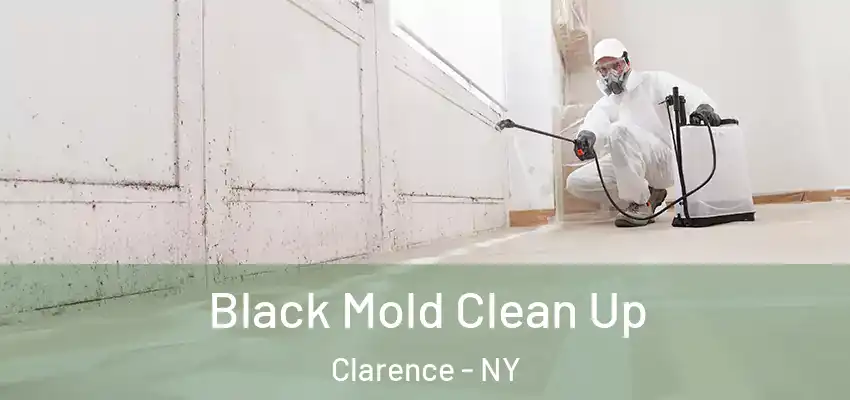  Black Mold Clean Up Clarence - NY