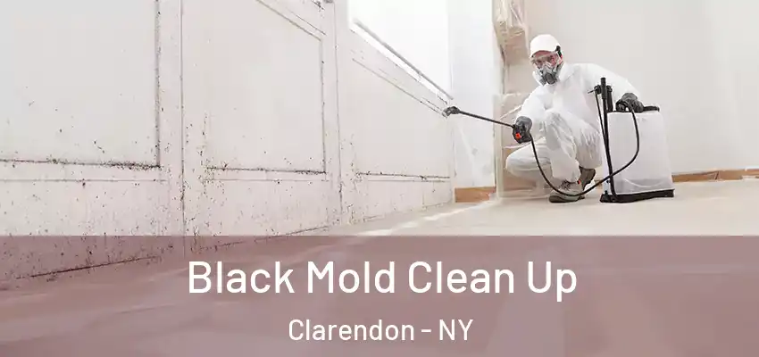  Black Mold Clean Up Clarendon - NY