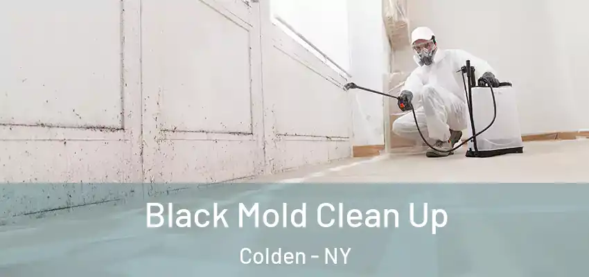Black Mold Clean Up Colden - NY