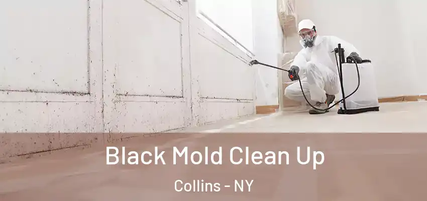 Black Mold Clean Up Collins - NY