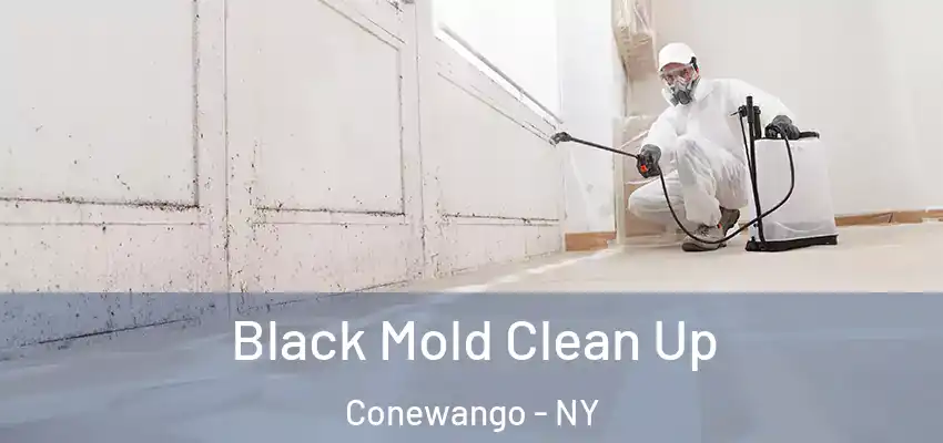  Black Mold Clean Up Conewango - NY