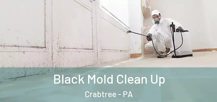 Black Mold Clean Up Crabtree - PA