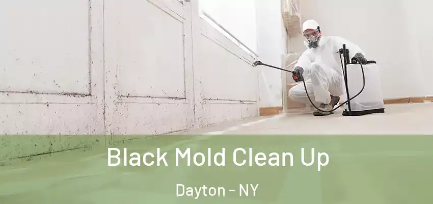  Black Mold Clean Up Dayton - NY