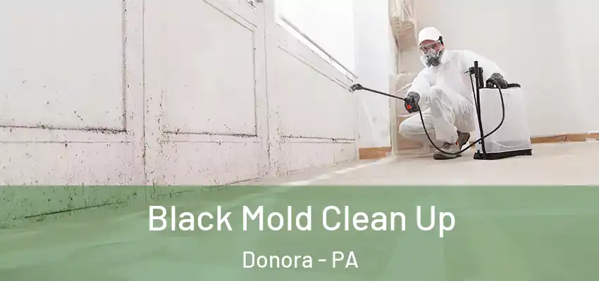  Black Mold Clean Up Donora - PA
