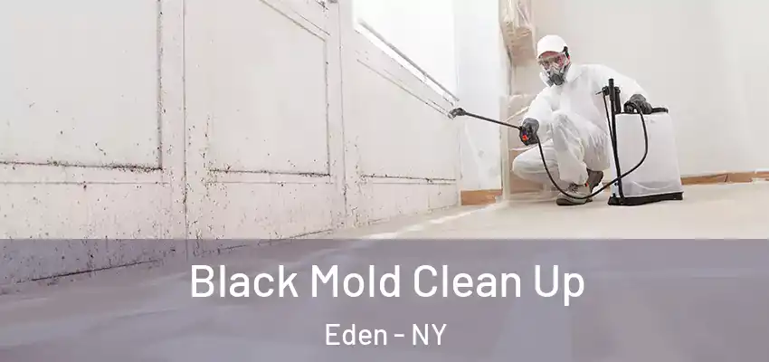  Black Mold Clean Up Eden - NY