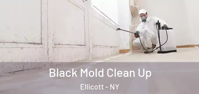  Black Mold Clean Up Ellicott - NY