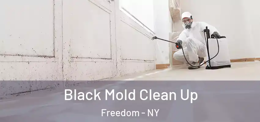  Black Mold Clean Up Freedom - NY