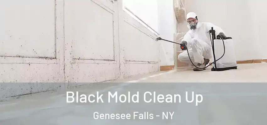  Black Mold Clean Up Genesee Falls - NY
