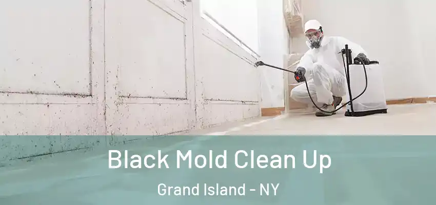 Black Mold Clean Up Grand Island - NY