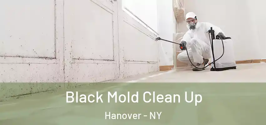  Black Mold Clean Up Hanover - NY