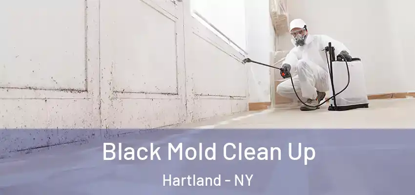  Black Mold Clean Up Hartland - NY