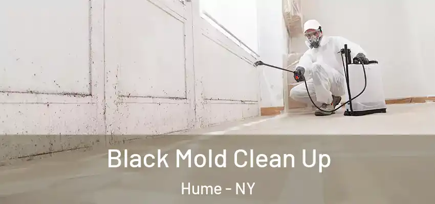  Black Mold Clean Up Hume - NY