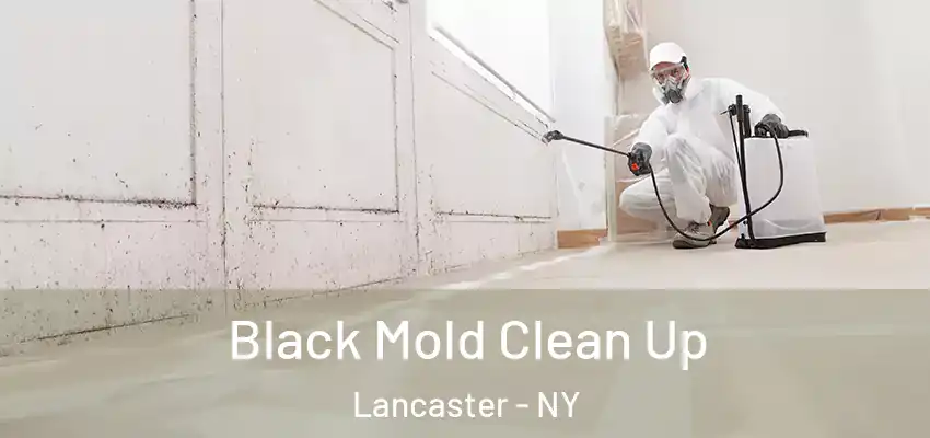  Black Mold Clean Up Lancaster - NY