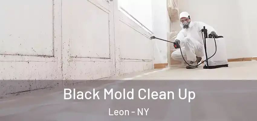  Black Mold Clean Up Leon - NY