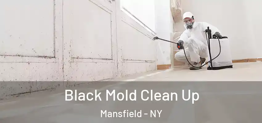  Black Mold Clean Up Mansfield - NY
