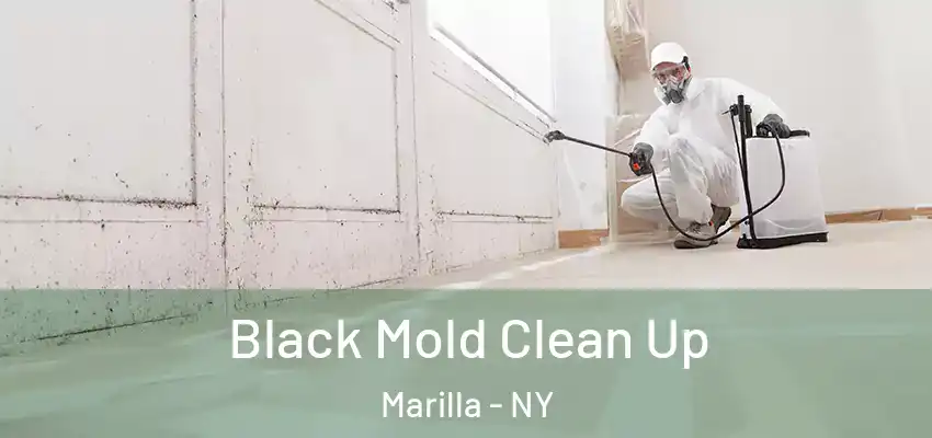  Black Mold Clean Up Marilla - NY
