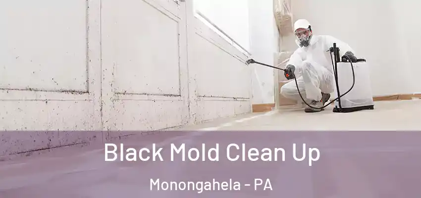  Black Mold Clean Up Monongahela - PA