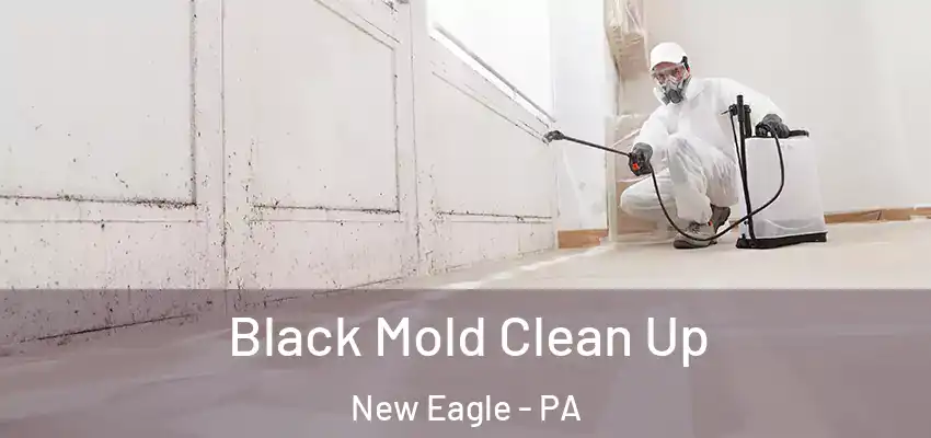  Black Mold Clean Up New Eagle - PA