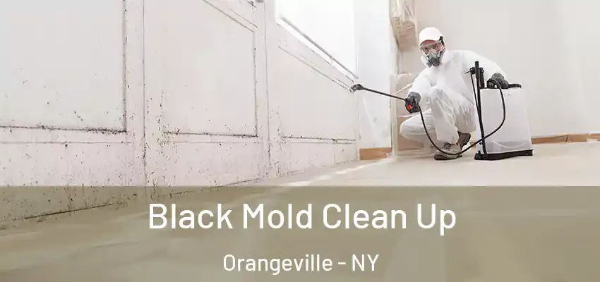  Black Mold Clean Up Orangeville - NY