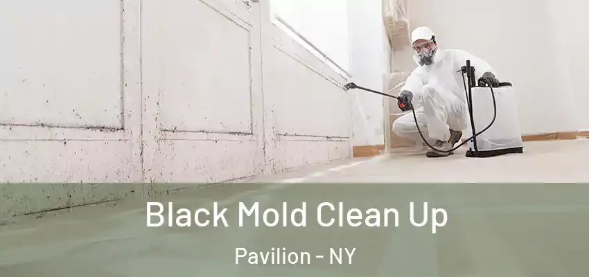  Black Mold Clean Up Pavilion - NY