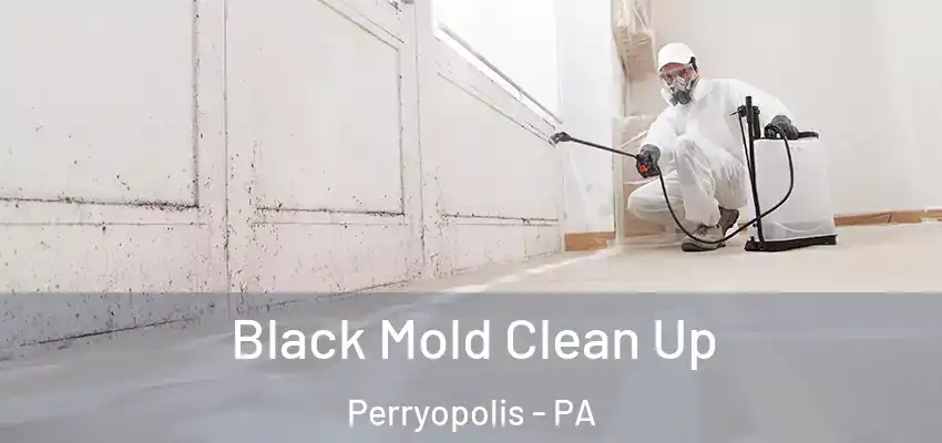  Black Mold Clean Up Perryopolis - PA