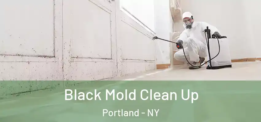  Black Mold Clean Up Portland - NY