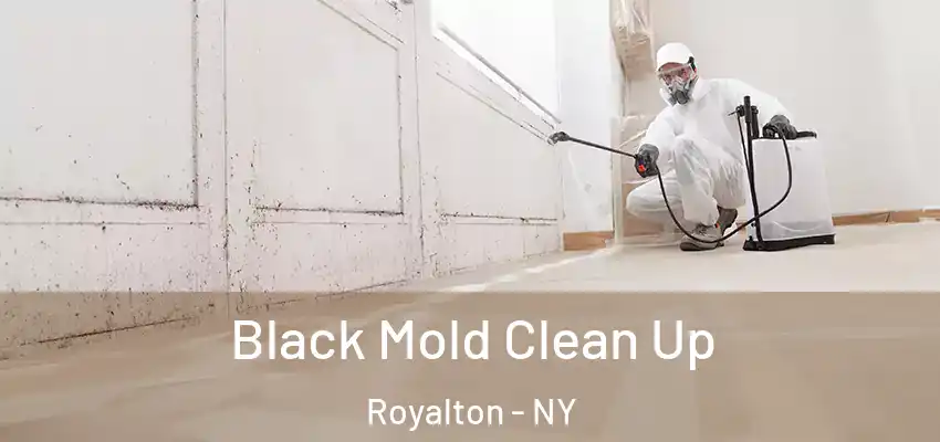  Black Mold Clean Up Royalton - NY