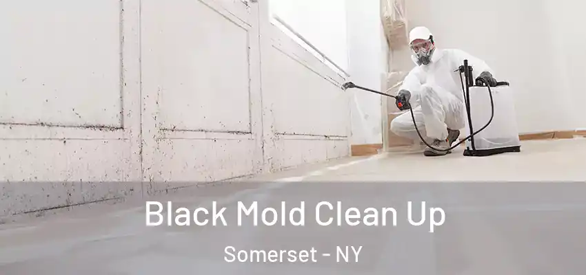  Black Mold Clean Up Somerset - NY