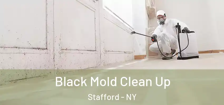  Black Mold Clean Up Stafford - NY