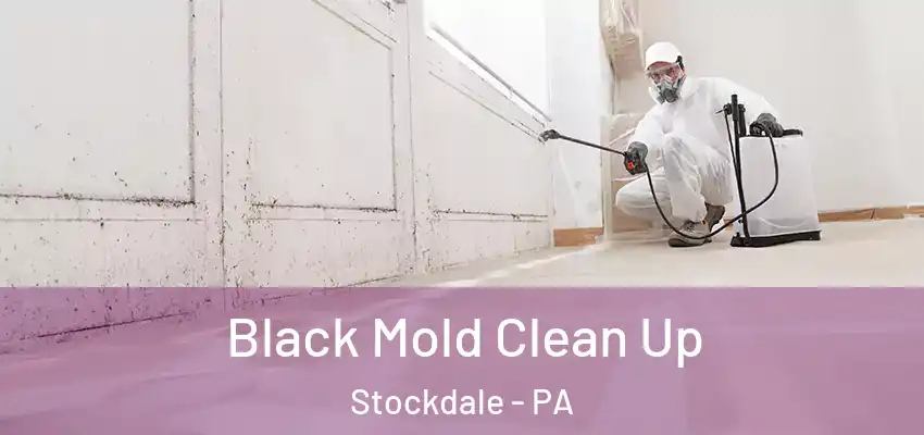 Black Mold Clean Up Stockdale - PA