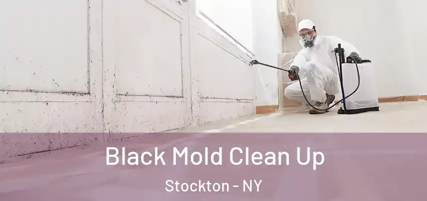  Black Mold Clean Up Stockton - NY