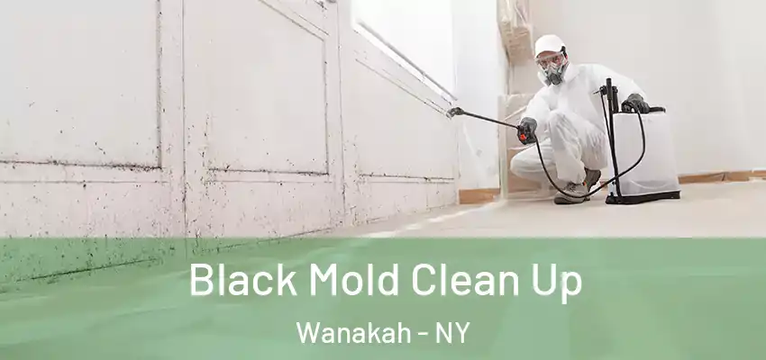 Black Mold Clean Up Wanakah - NY