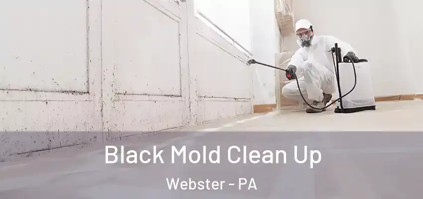  Black Mold Clean Up Webster - PA