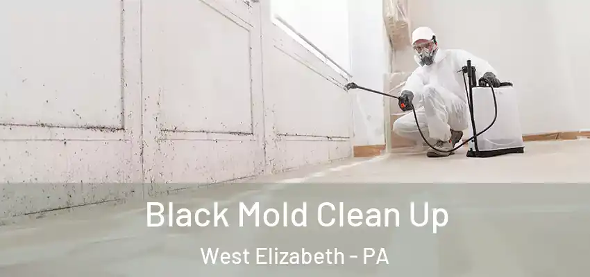 Black Mold Clean Up West Elizabeth - PA