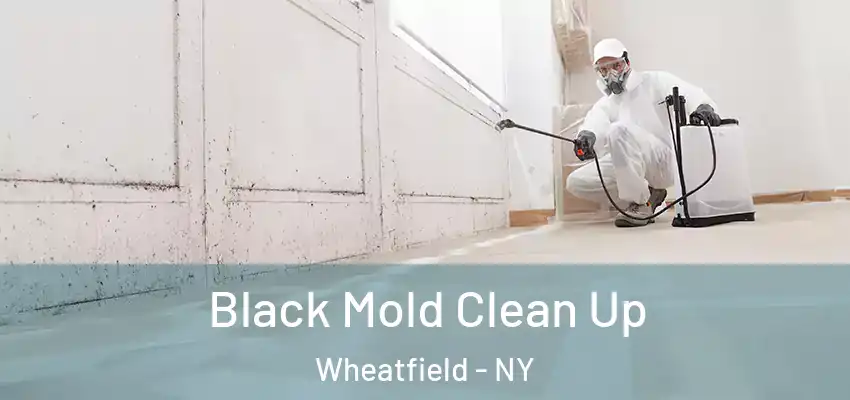  Black Mold Clean Up Wheatfield - NY