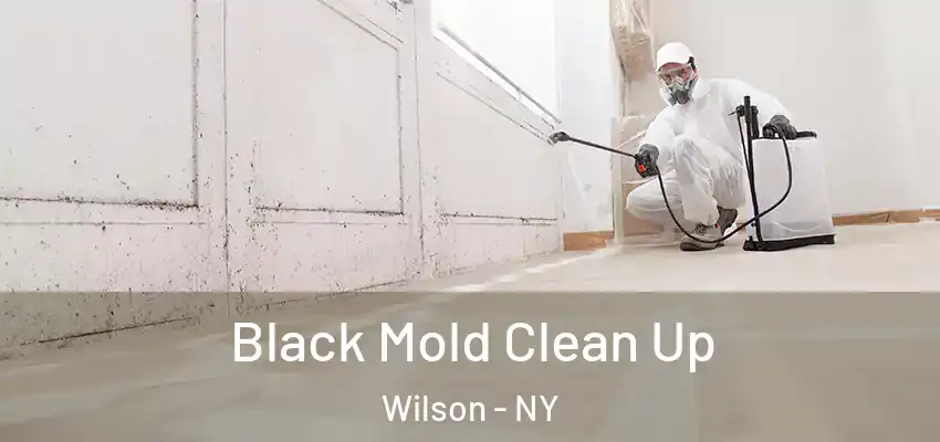  Black Mold Clean Up Wilson - NY
