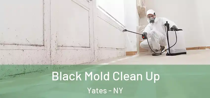Black Mold Clean Up Yates - NY