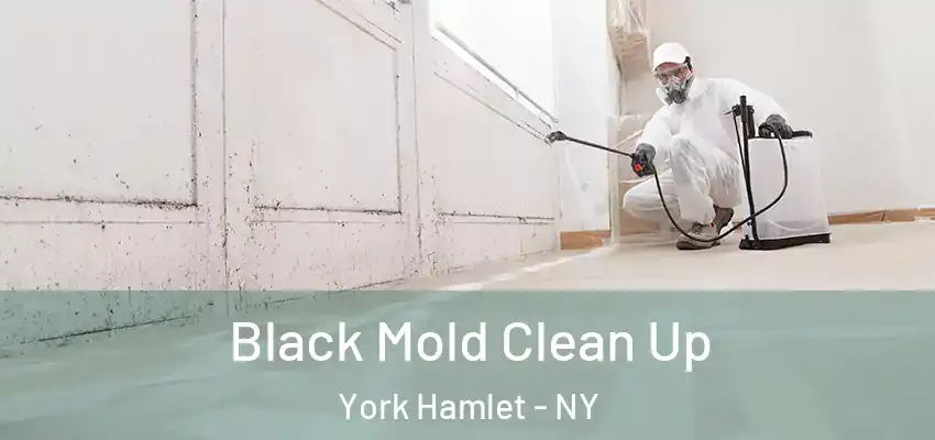  Black Mold Clean Up York Hamlet - NY