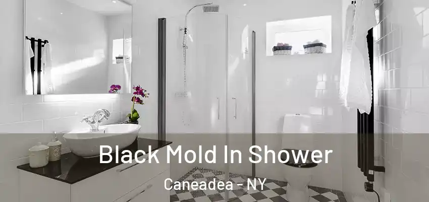  Black Mold In Shower Caneadea - NY