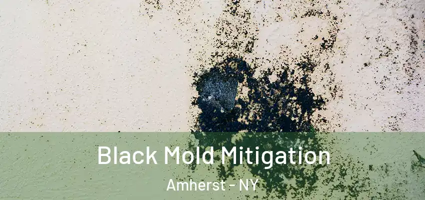  Black Mold Mitigation Amherst - NY